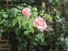 Climbing Rose